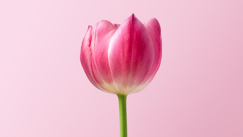 Tulipano