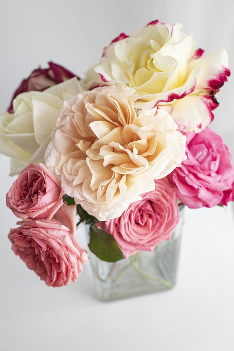 Anemone Bianco